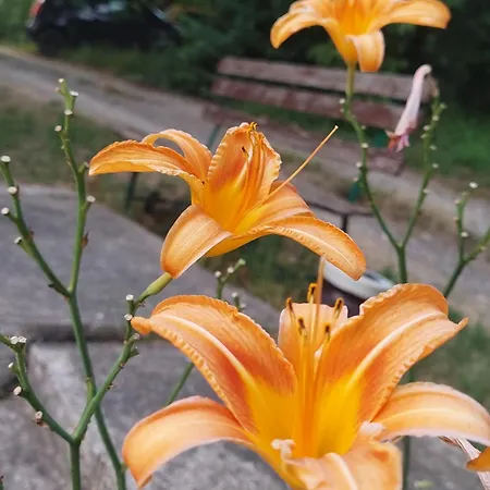 Vikendica Ninica Irig