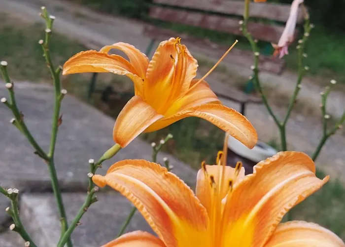 Vikendica Ninica Irig